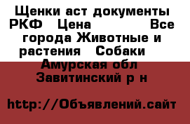 Щенки аст документы РКФ › Цена ­ 15 000 - Все города Животные и растения » Собаки   . Амурская обл.,Завитинский р-н